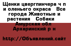 Щенки цвергпинчера ч/п и оленьего окраса - Все города Животные и растения » Собаки   . Амурская обл.,Архаринский р-н